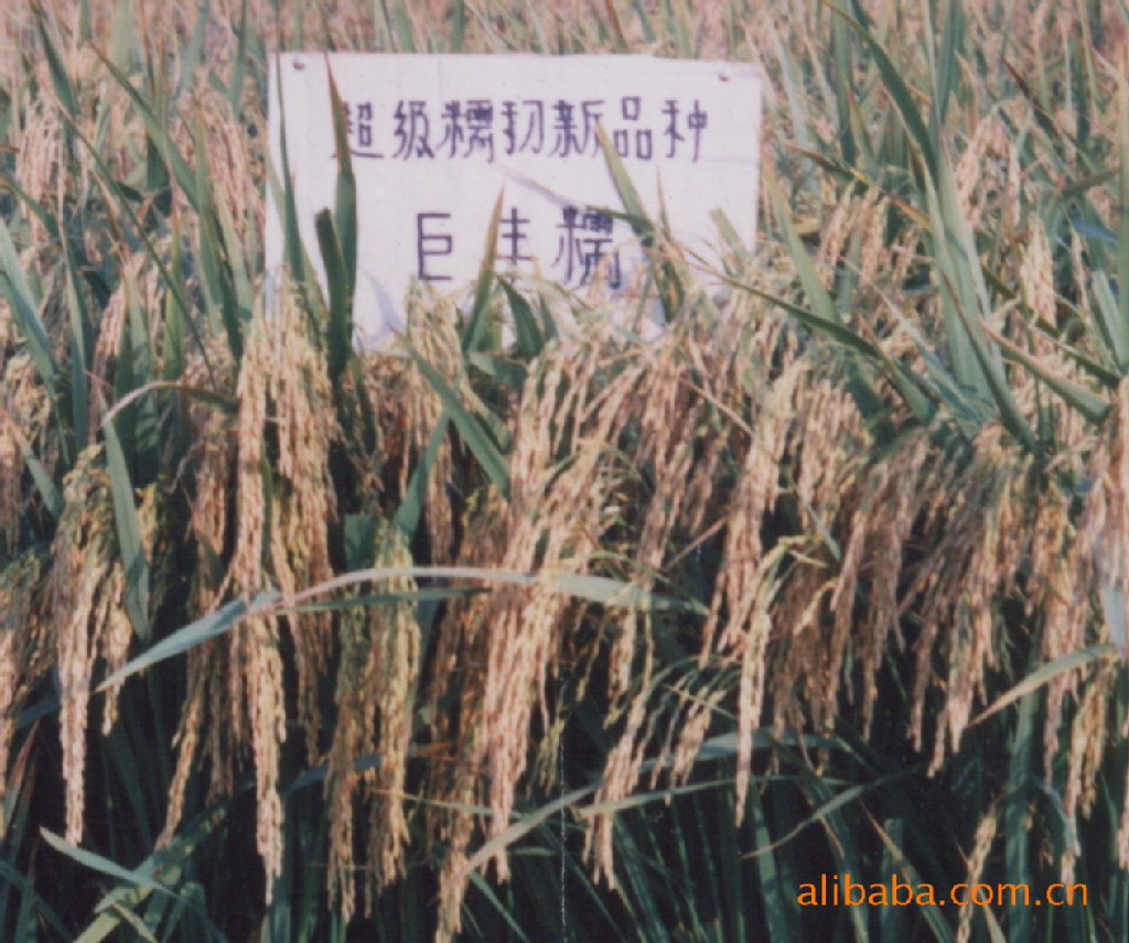 珍珠糯稻品种,糯稻品种,珍珠品种(第3页)_大山谷图库