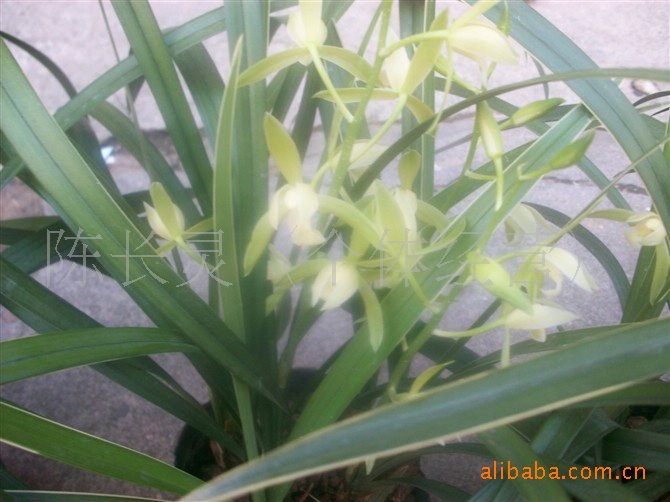 福建花卉永福花卉南方花卉兰花春兰秋兰墨兰寒兰四季种植批发基地-阿里巴巴