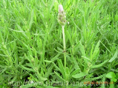 供应齿叶薰衣草