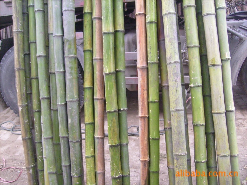 供应竹子.竹竿.暴节竹.单竹-供应优质的竹子、竹竿、暴节竹和单竹