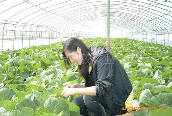 供应贵州温室大棚PE阳光板 贵阳PE中空板 抗UV万通板 厂价直销