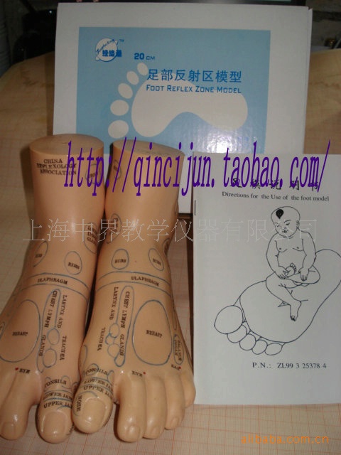 20CM Foot Reflex Area Model (english)