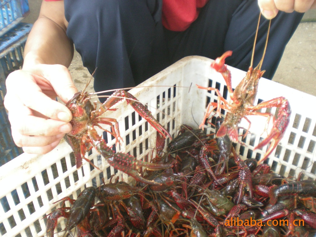 麻辣小龙虾怎么做_麻辣小龙虾的做法视频_艺朵儿五味家宴_豆果美食