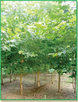 南京法桐·苗木价格