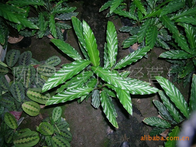 观叶植物批发