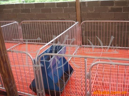 复合漏粪地板保育栏保育床干湿料槽显微镜自动喂料系统喂料机料线