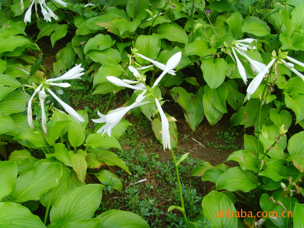 供应苗木 大量紫花玉簪白花玉簪-阿里巴巴