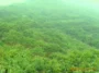 泰安市东南亚板栗