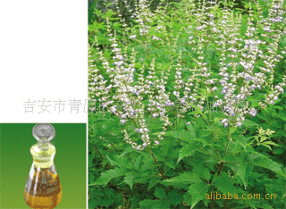 东方天然香料油提炼厂供应牡荆油 厂家供应 量大从优