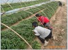 supply Various high quality High yield sweet potato sweet potato Seedlings Sweet potato