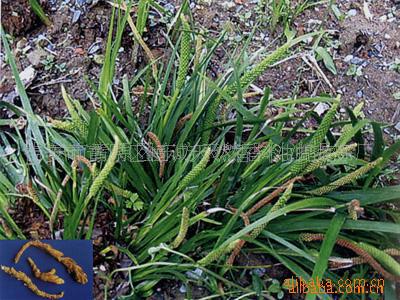 东方天然香料油提炼厂供应石菖蒲油 厂家供应 量大从优