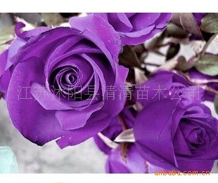 Rose seeds