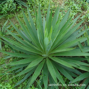 Поставка 30-коронных шелковых орхидей - шелковые орхидеи из сизаля, горшечные растения, саженцы зеленых растений с бутонами