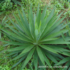 supply 30 Crown size yucca--Sisal Yucca Potted plant Botany Green plant Seedlings Bud