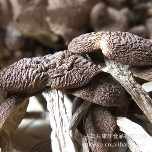 Kangwang Tea Tree Mushroom New Arrival Gutian Specialty Tea Tree Mushroom Ice Mushroom Unopened Umbrella 200g Source Factory Direct Sales Wholesale