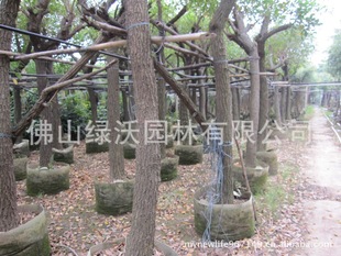 ����200��15���������u�ڴ�ͩ���b�磬��ֲ�r�L14����