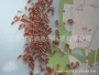 热敏150k3950k玻璃电阻器