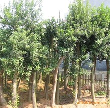 @ֳGľ÷ Ʒ÷ r񌍻 ƷNRȫ