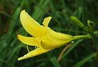 Long-term Of large number supply high quality Hemerocallis Daylily Seedlings Rice seedling