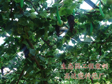 �����~�� ���~��ӡ�~ �b��÷��滨�� �������������l ��ɽ���~��