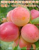 Southern plum tree Autumn Concubine Plum Tree Fruit tree seedlings Plum trees Breed Plum seedlings grafting Direct selling