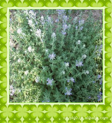 supply catnip Dry leaves Dehydrated dried leaves