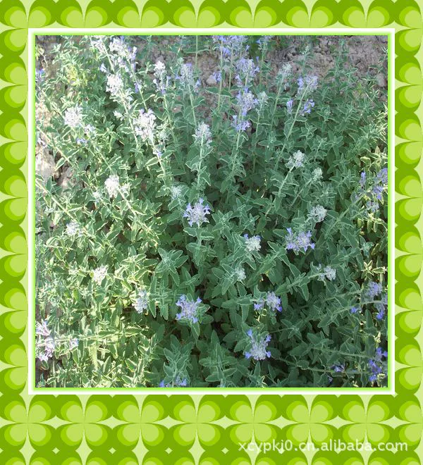 Mint powder, toy, pet