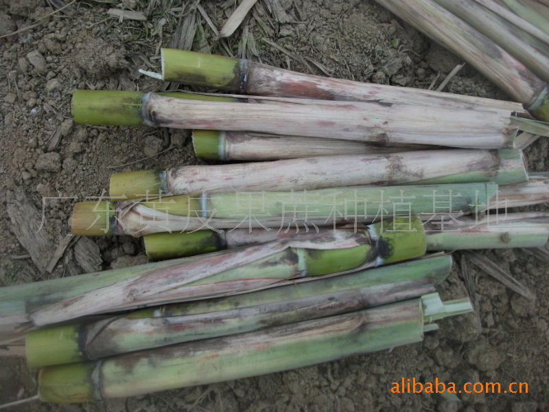 高质量大型甘蔗合作社提供优质黄皮果蔗种供应