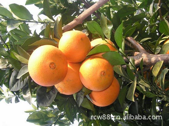 赣南脐橙苗_2-3年脐橙苗木 脐橙种苗 夏橙 血橙