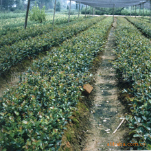 供应湖南灌木类绿化苗木茶梅和茶花扦插种苗苗 量大优惠庭院植物