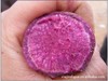 Zouzhuang Purple sweet potato Improved variety grow seedlings Base Detoxification Purple potato seedlings Detoxification Purple sweet potato Seedlings