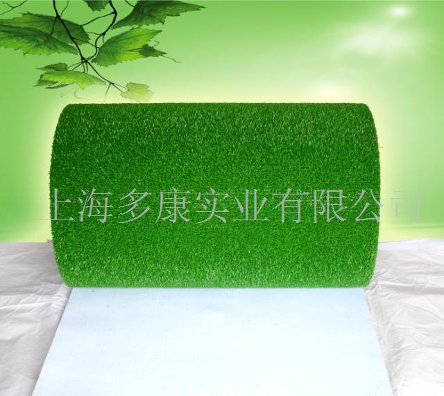 沙金洗金草、收金草、藏金草