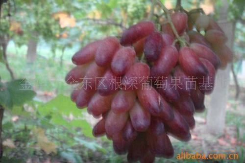 红地球，金手指，紫地球（黑王），巨玫瑰，无核四号（醉金香），巨峰，红富士，京玉