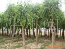 永青花木場出售大規格柳樹、大規格垂柳、垂柳樹，柳樹苗等