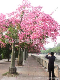 ��Ʒ������25���ִ�ľ�ޡ���ƿľ�ޡ����˘䡢�z�d��