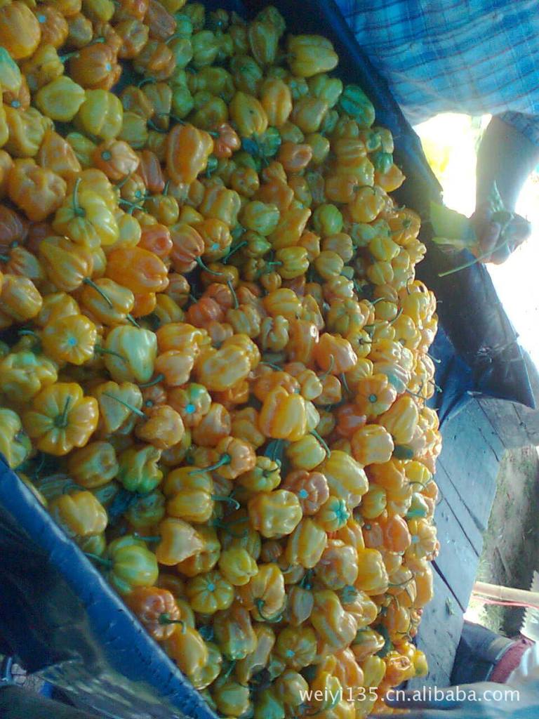 供应新鲜黄灯笼辣椒