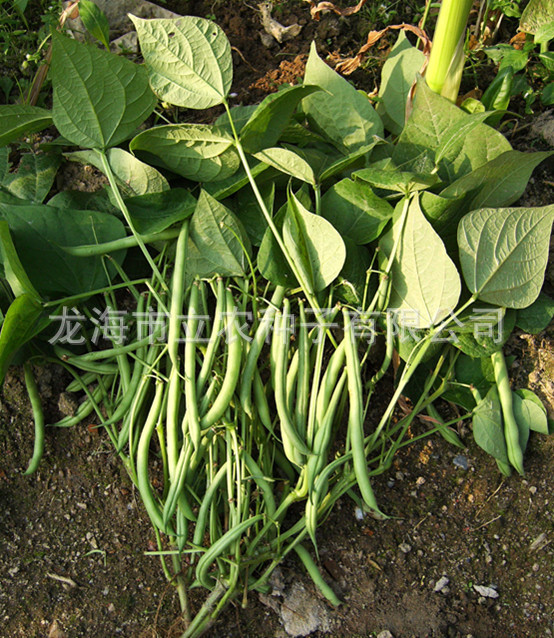 蔬菜种子 矮生四季豆种子 四季豆 青刀豆种子　加工出口|ms