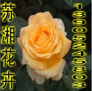 Floribunda Roses/Beijing red hat,Flower Rose/Yellow Hat flowers and plants Succulent plants