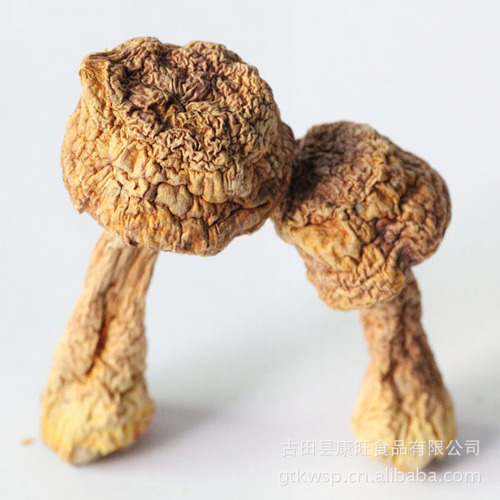 Kangwang Gutian Agaricus Agaricus dry goods 500g Matsutake Brazilian mushroom mushroom Fujian specialty source manufacturer direct sales wholesale