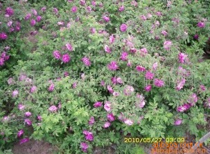 出售：红刺玫种子(保质保量  货到付款）|ms