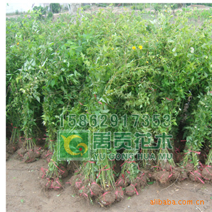 �̓rֱ�N��Ļ������ ���Ļ����S��÷�����롢�ز�����