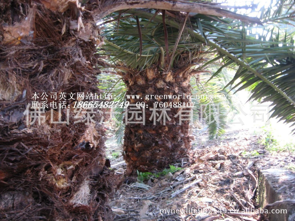 Большое количество подающих стержней высотой до 2 метров, диаметр Земли 60-70 см. Грубые саженцы канарского Финика.