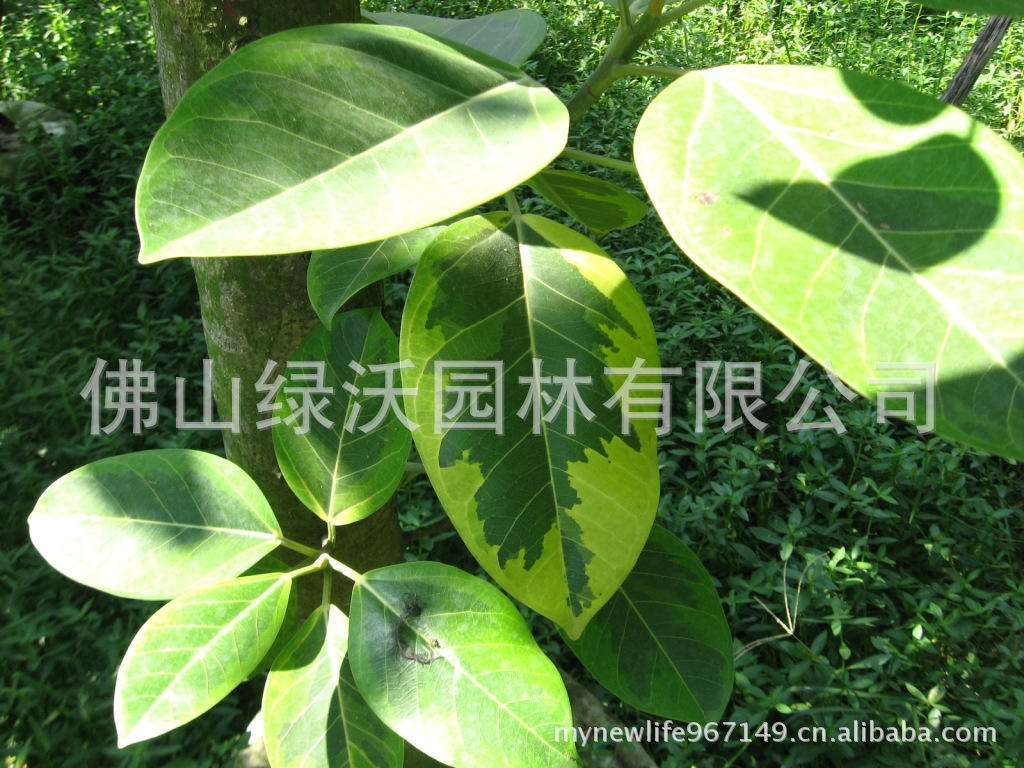 高山榕叶子,花叶高山榕,高山榕叶子图片_大山谷图库
