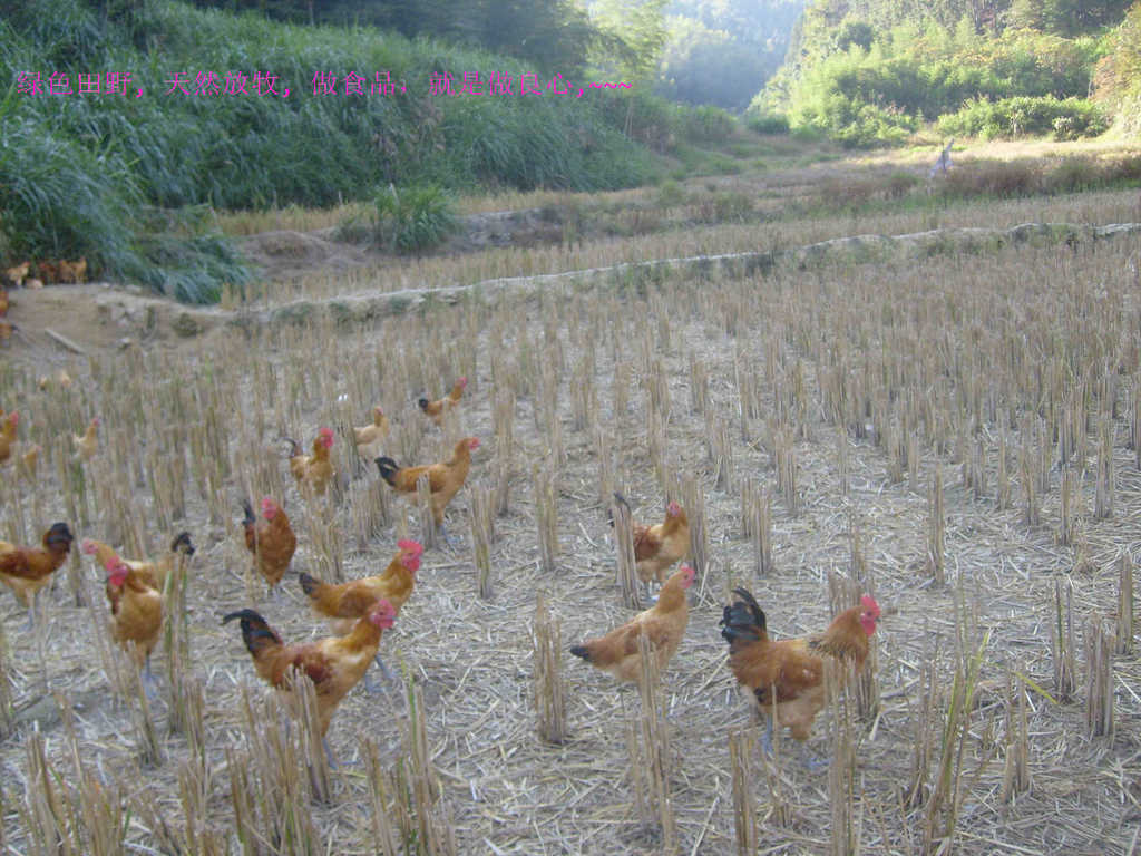 【我与农业】＋欣赏美丽的田园风光, 感受土鸡与大自然的和谐 + 闽北生态土鸡王 - 阿里巴巴商友圈