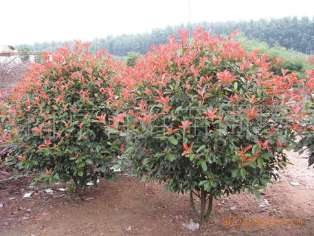 江苏红叶石楠基地 南京红叶石楠球价格