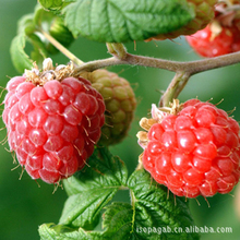 ����̨���M�ڸ���ݮ�ۣ���֭�ۣ����w����������決