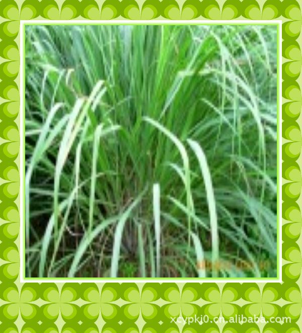 提供精油、纯露提取设备*加工定制