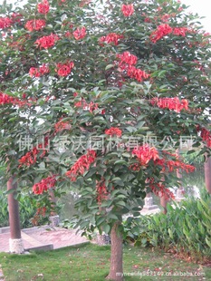 ��������9��10���ִ����u�ڴ�ͩ���������ҷ�֦���ڷ�����