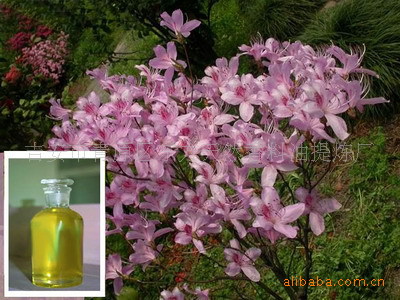 东方天然香料油提炼厂供应满山红油 厂家供应 量大从优