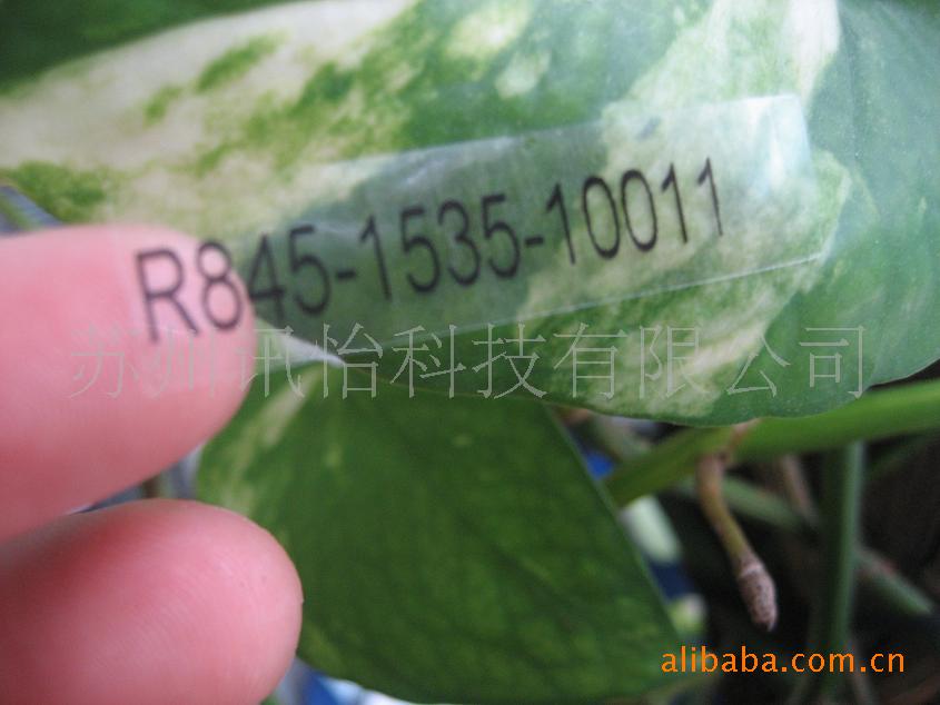 厂家直销50#透明龙/黄底标签-FASSON 50UM透明PET电器标签厂其他